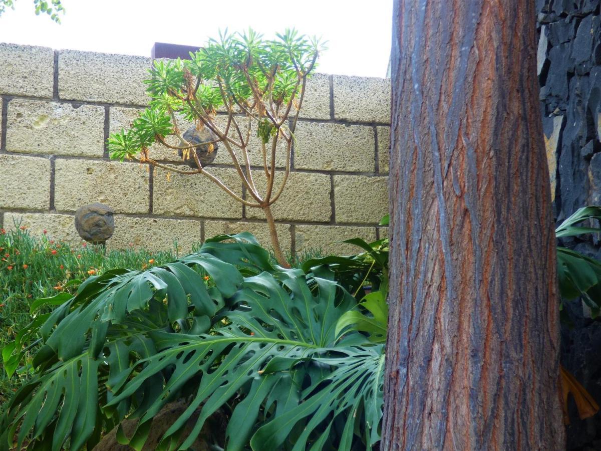 Eco Suites Caves ลาลากูนา ภายนอก รูปภาพ